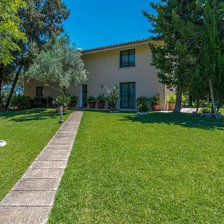 Llamas By Vintage Travel Pollenca